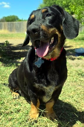 Carla - Basset Hound