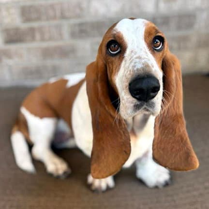Jolene - Adoption Pending - Basset Hound