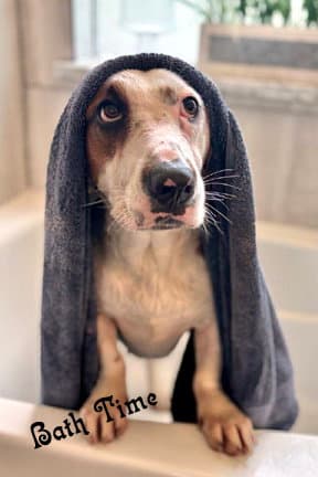 Princess - Basset Hound