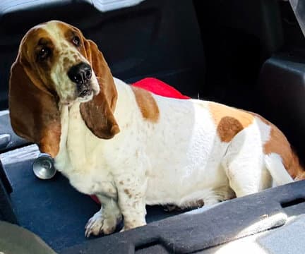 Copper - Basset Hound