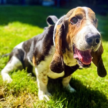Tobias - Basset Hound