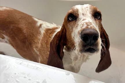 Sandy - Adoption Pending - Basset Hound
