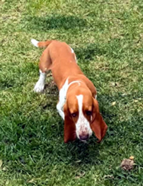 Dennis - Basset Hound