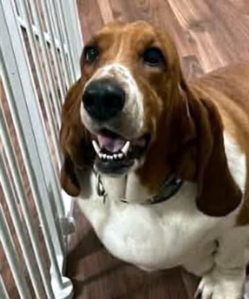Maisey - Basset Hound