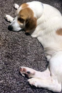 Gus image 4