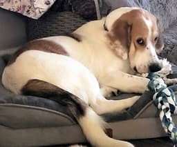 Gus image 1