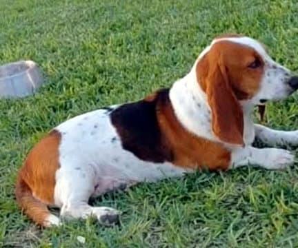 Bonnie - Basset Hound