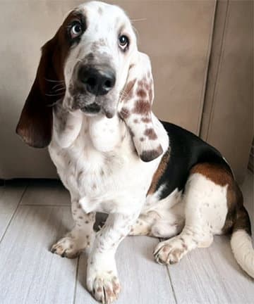 Moment - Basset Hound