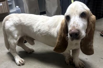 Slinky - Basset Hound