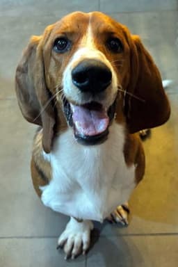 Bruno image 3