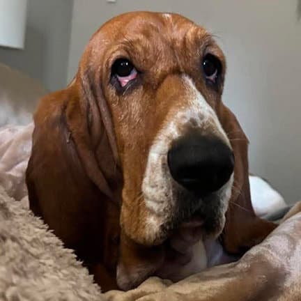 Penelope - Basset Hound