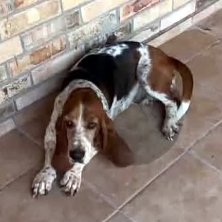 Sarah - Basset Hound