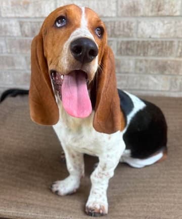 Billy - Basset Hound
