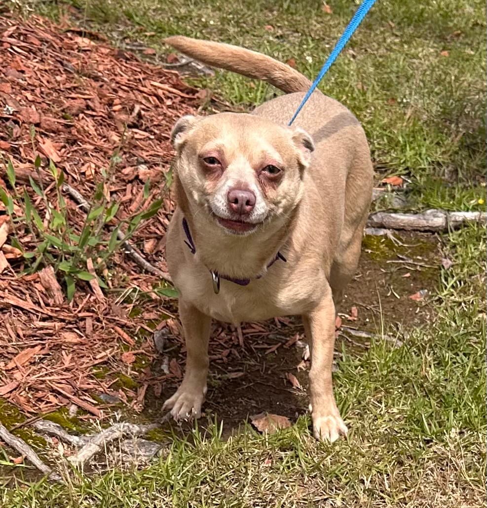 Penny Lee - Chihuahua