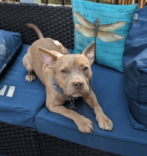 Ares - American Staffordshire Terrier