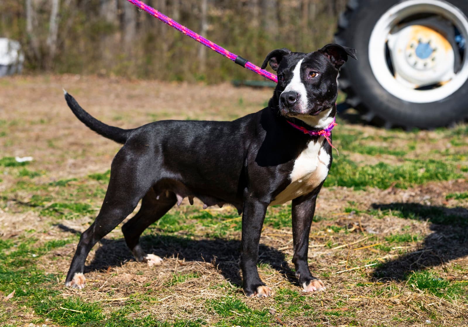 Dahlia - Pit Bull Terrier