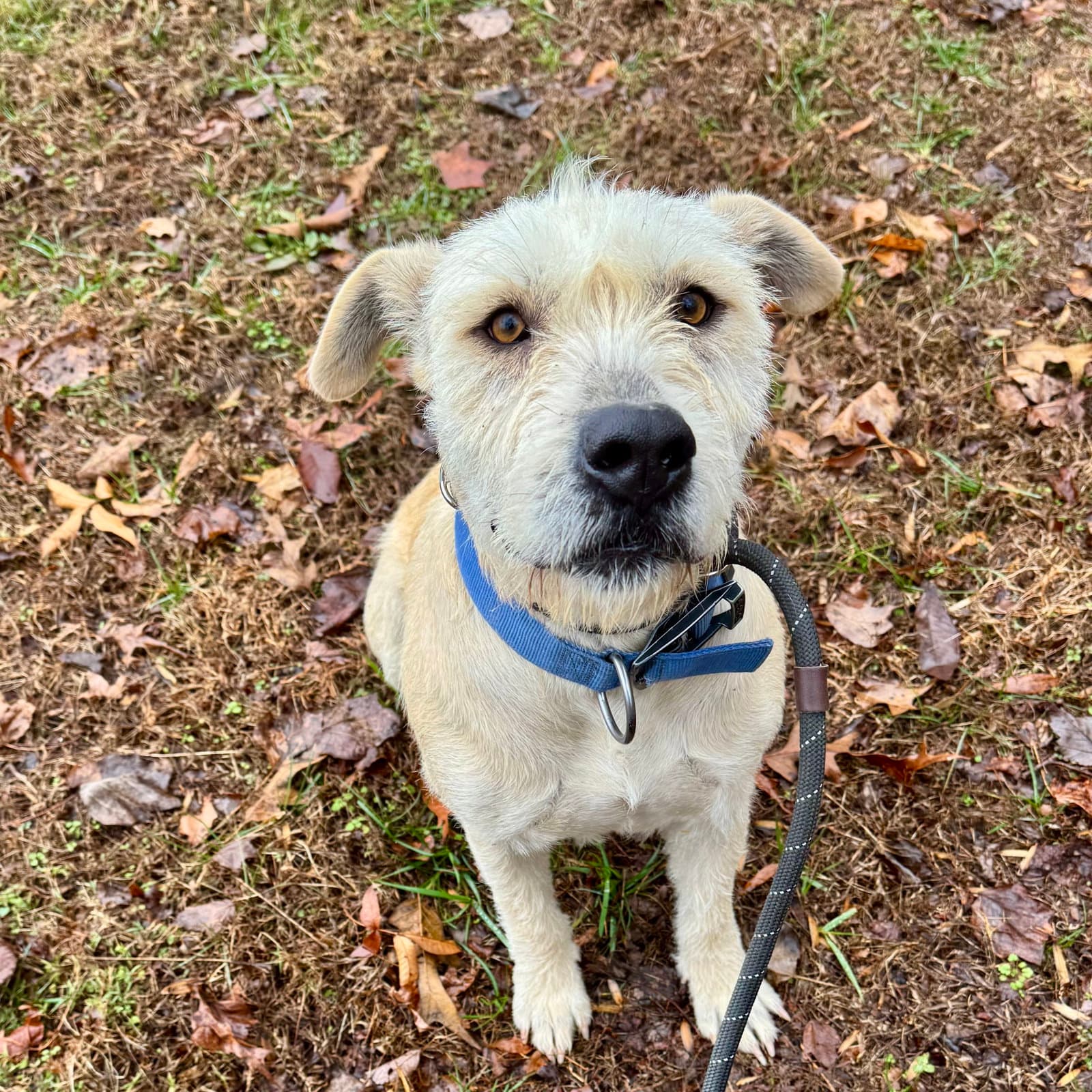 Pearl - Terrier