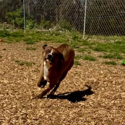Hank image 1