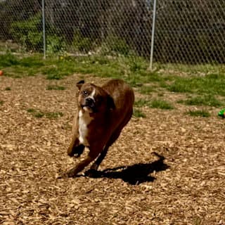 Hank - Boxer