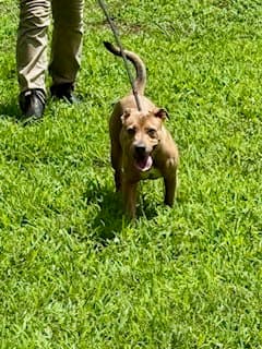 Cami - Pit Bull Terrier