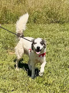 Lily image 1