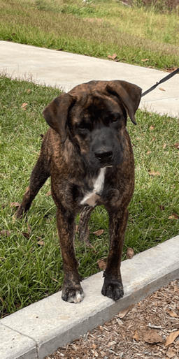 Rex image 2