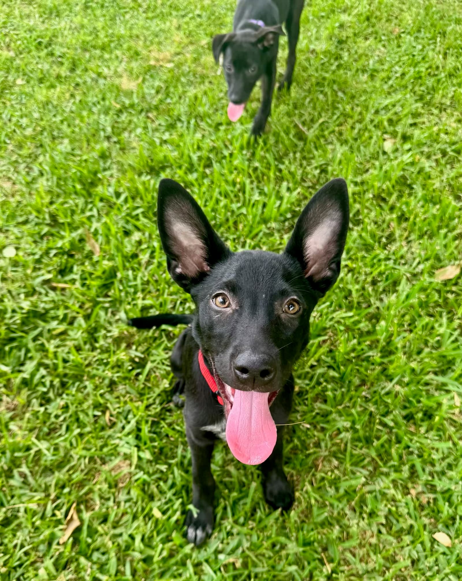 Army - Cattle Dog
