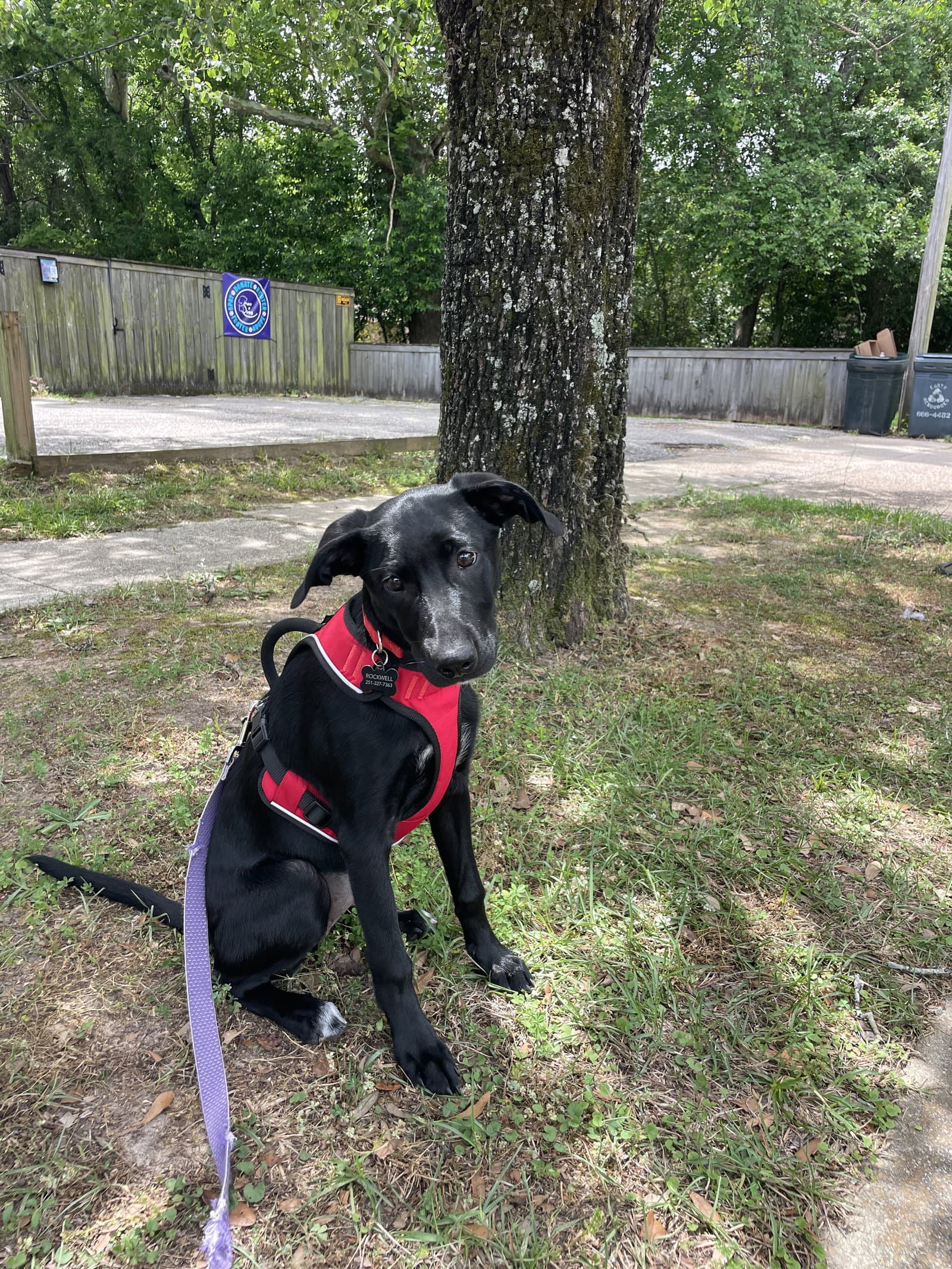 Elle - Labrador Retriever