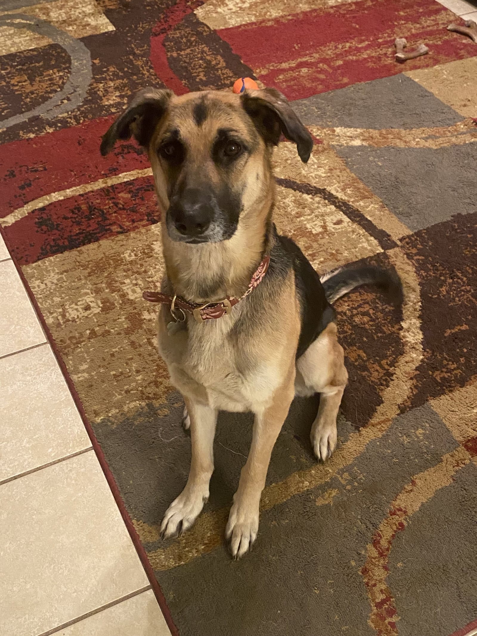 Lola - German Shepherd Dog