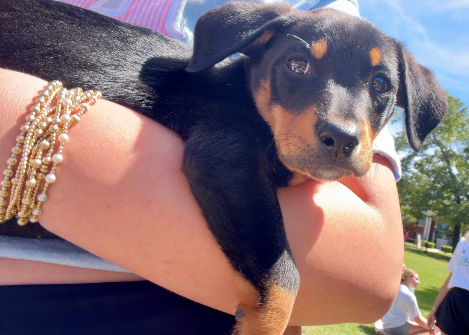 Biscotti - Rat Terrier