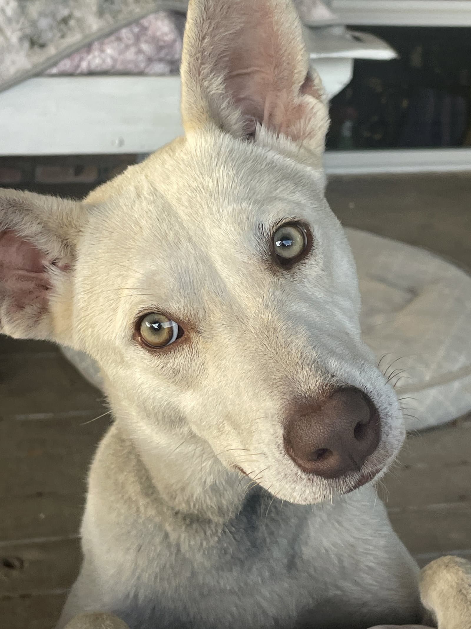 Amber - Labrador Retriever