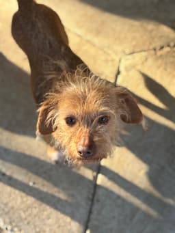 Lucy image 1