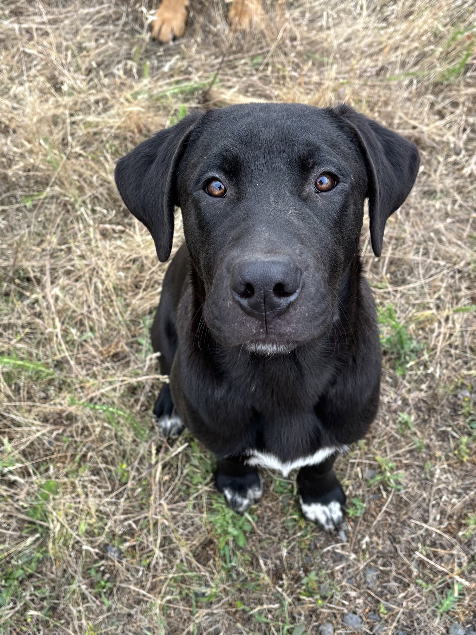 Hank - Labrador Retriever