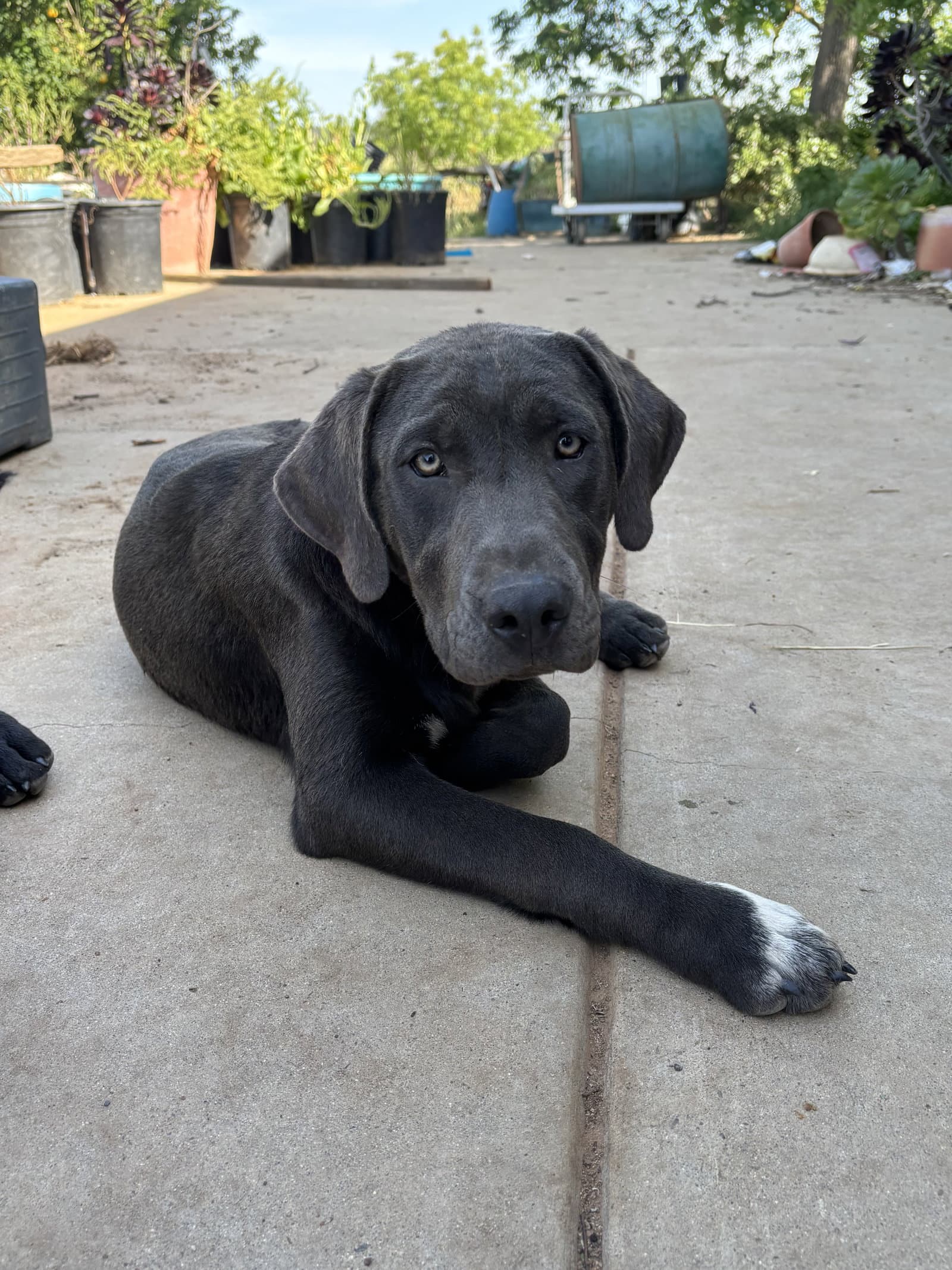 Porscha - Labrador Retriever