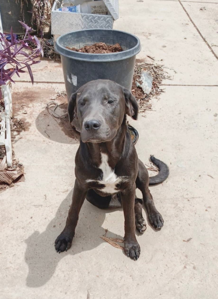 Penny - Labrador Retriever