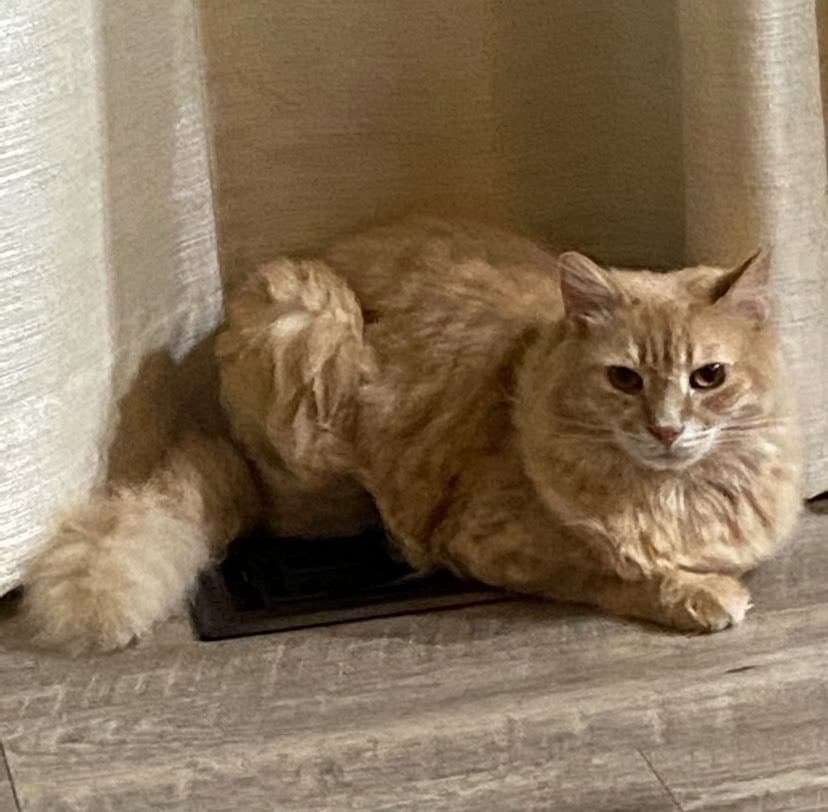 Ch - Chris - Domestic Medium Hair