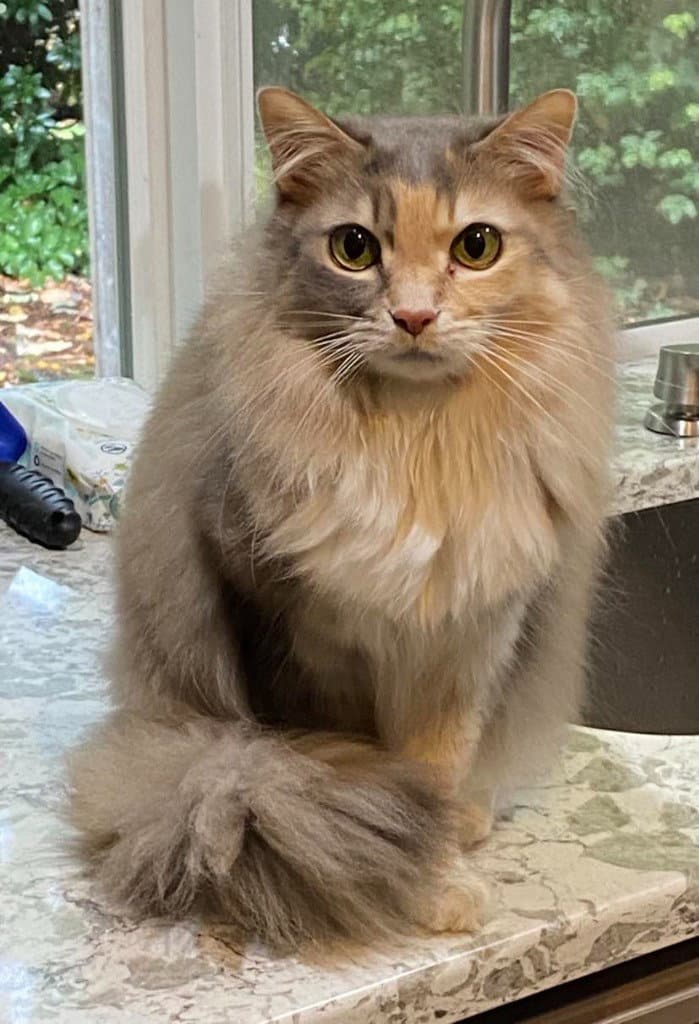 Ch - Lucy - Domestic Long Hair