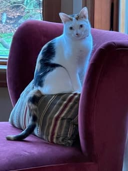 Tilly image 2