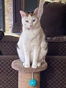 Tilly image 3