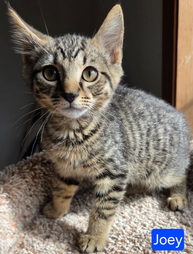 Joey - Domestic Short Hair
