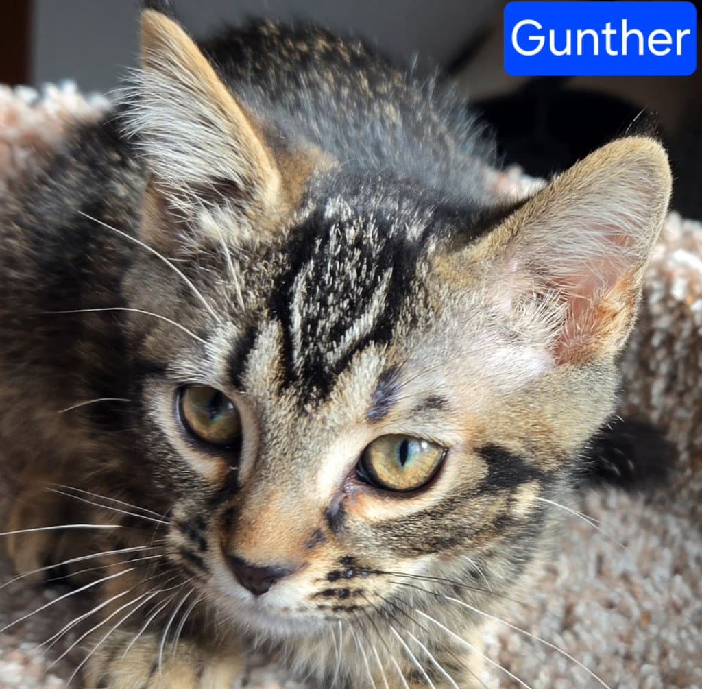 Gunther - Domestic Short Hair