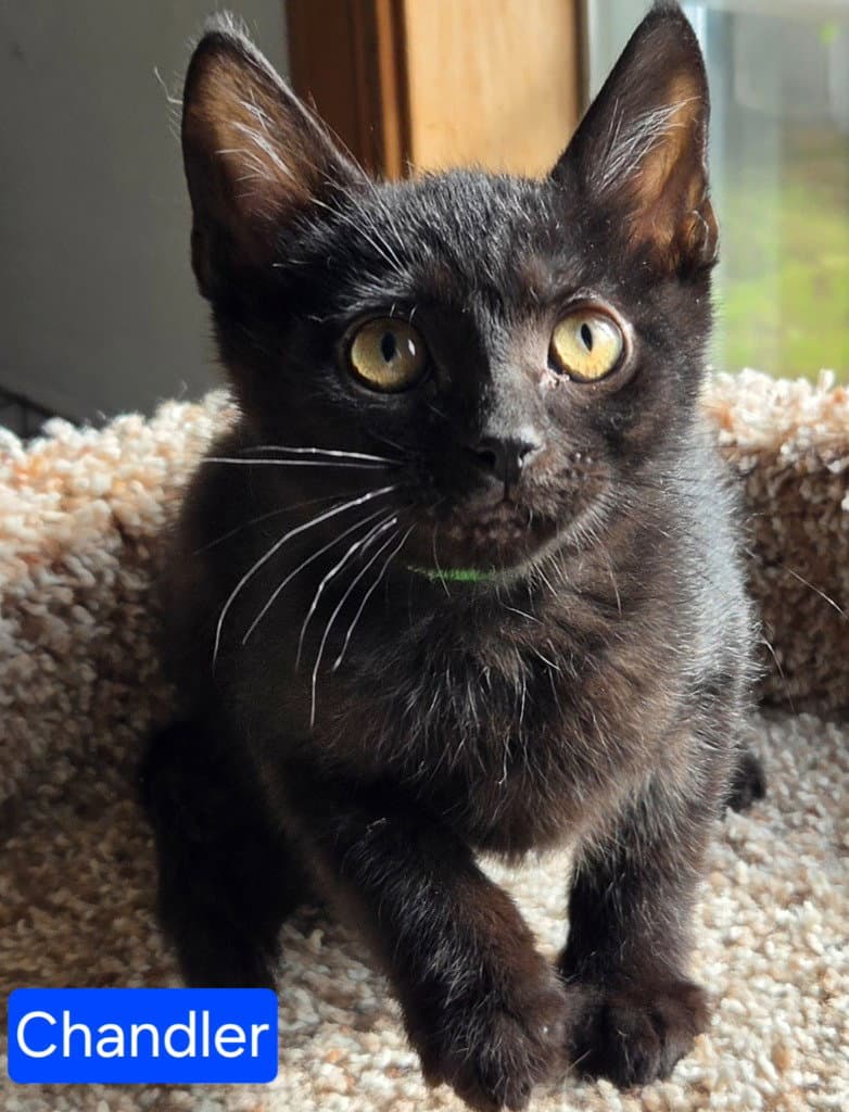 Chandler - Domestic Short Hair