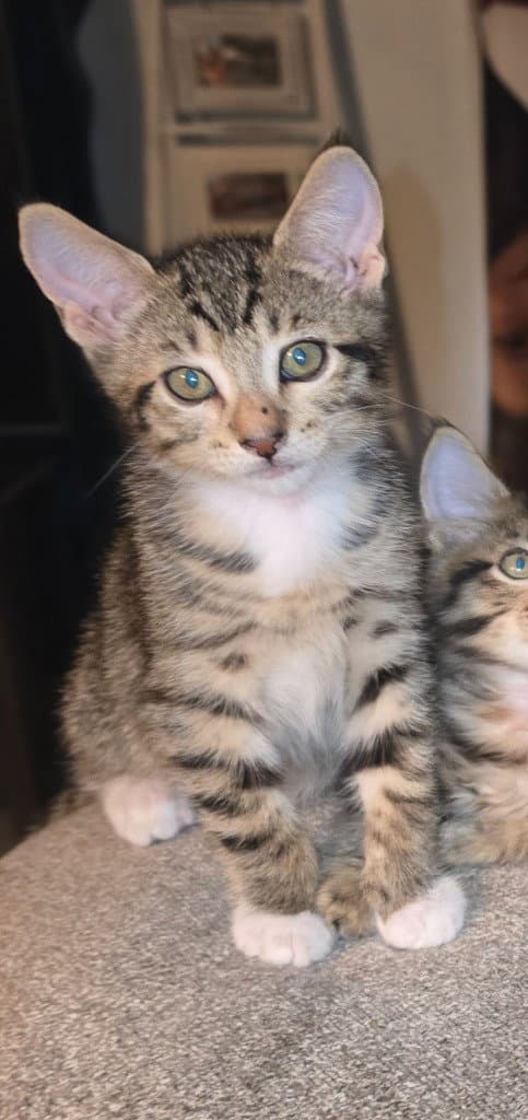 Daryl-Blue - Domestic Short Hair