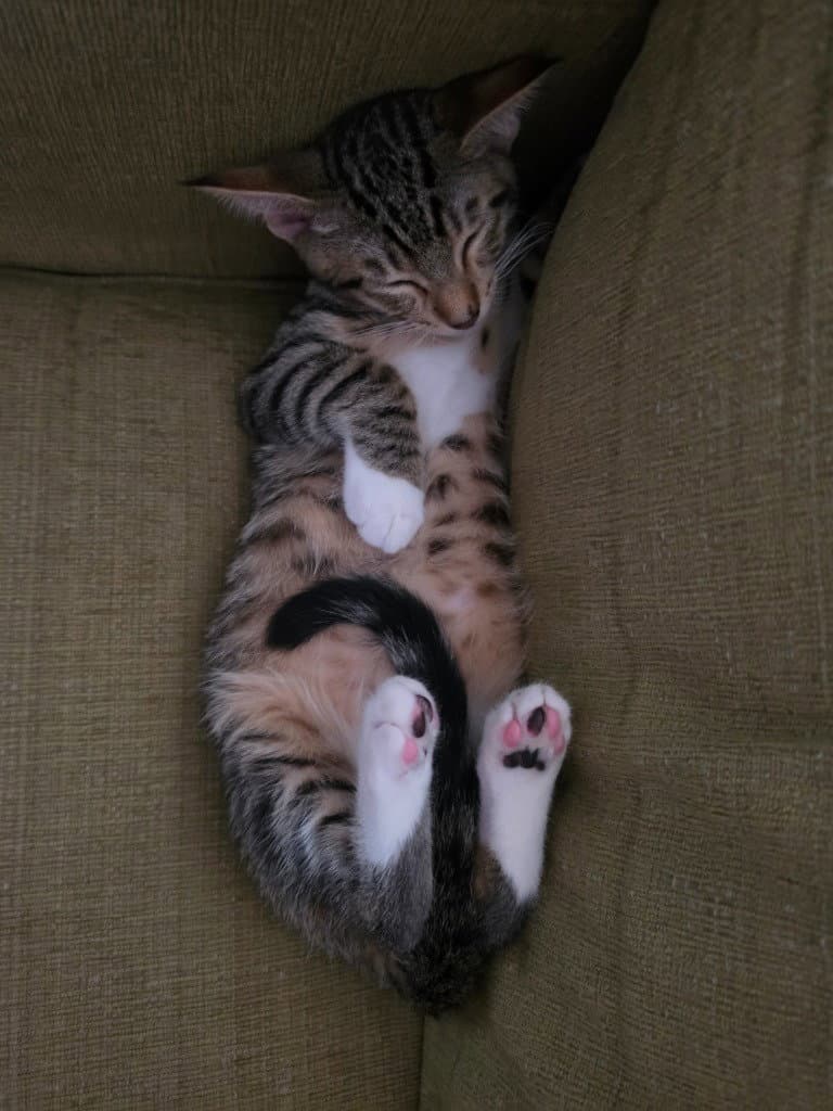 Daryl-Blue - Domestic Short Hair