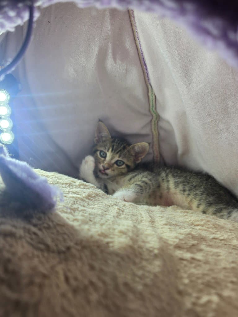 Negan-White - Domestic Short Hair