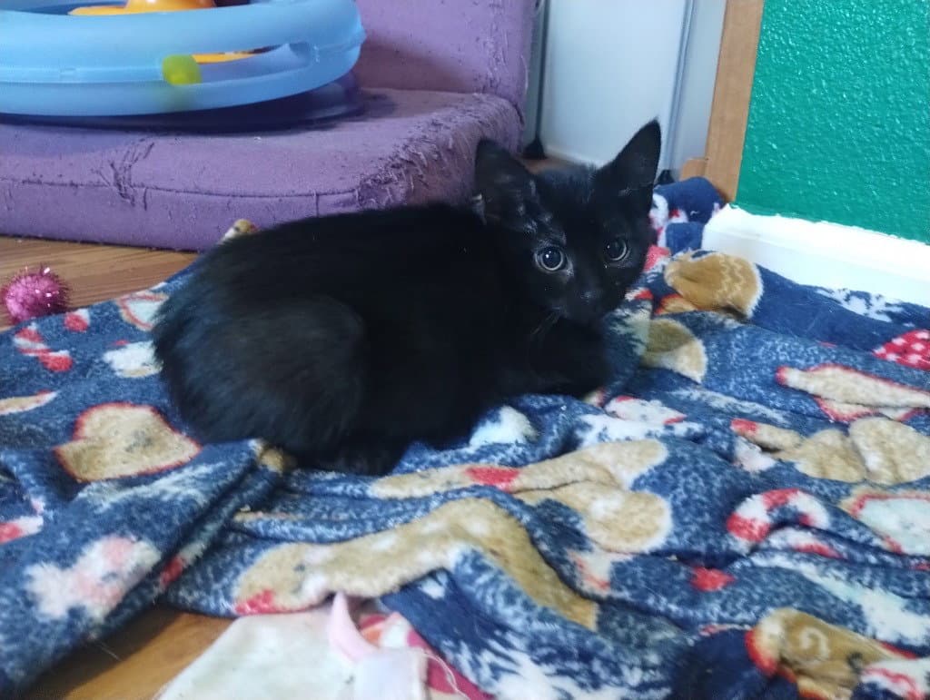 Janie Rizzoli - Domestic Short Hair