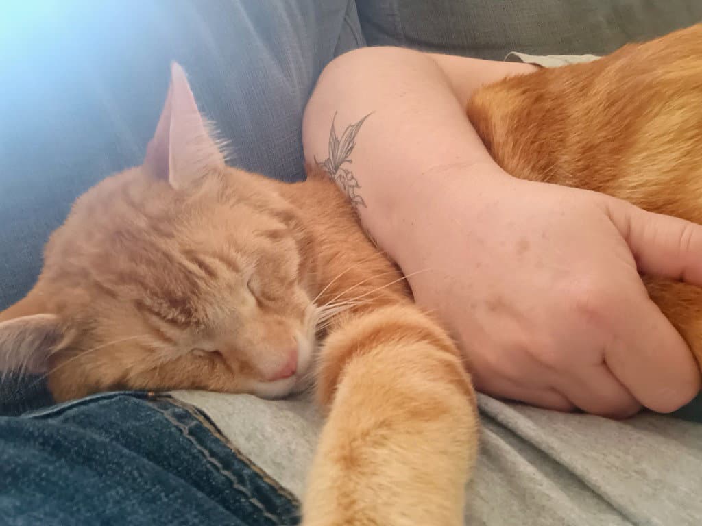 Jj - Oz - Domestic Short Hair