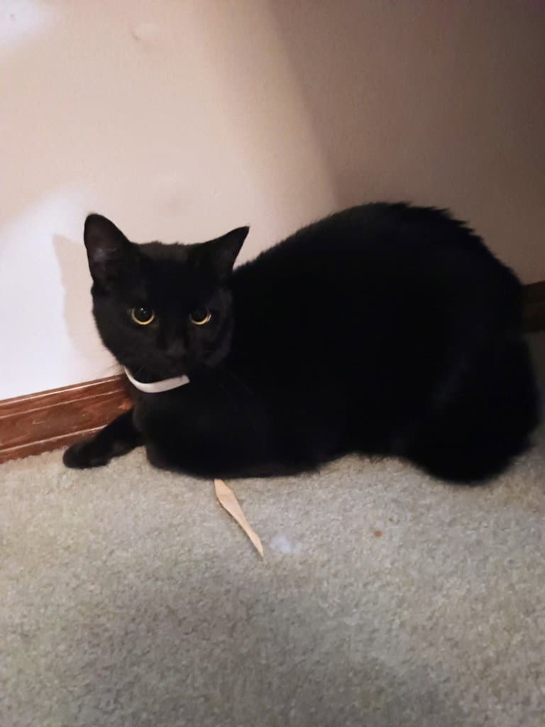 Jj - Batty - Domestic Short Hair