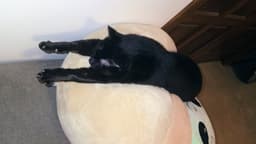 Jj - Batty image 3