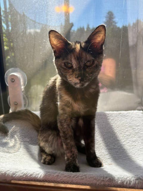 Iris - Domestic Medium Hair